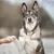 Wolf of Wilderness trening \"Explore the Wide Acres\" kylling