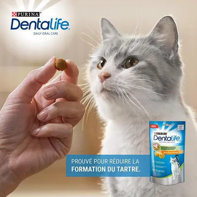 Purina Dentalife friandise pour chat, sachet visible, main tenant une croquette devant un chat. Texte : « Prouvé pour réduire la formation du tartre. »