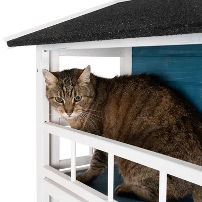 Braun getigerte Katze sitzt in einem weissen Holzhaus mit blauem Innenraum und schwarzem Dach.