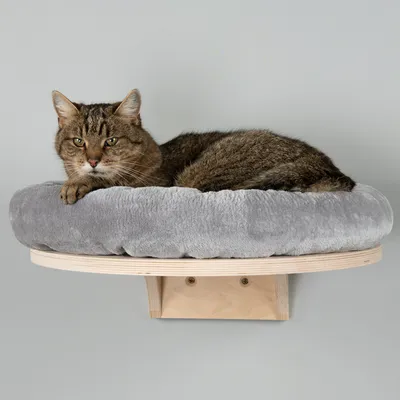Plateforme murale en bois avec coussin gris, chat tigré allongé dessus. Coussin en tissu doux, support mural visible sous la plateforme.