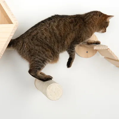Katt använder en väggkonstruktion av trä med trappa och sisalrulle som klätter- och lekmöjlighet.