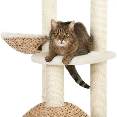 Kratzbaum mit Sisalstämmen, gepolsterter Liegefläche und geflochtenem Korb. Katze liegt auf der Liegefläche.
