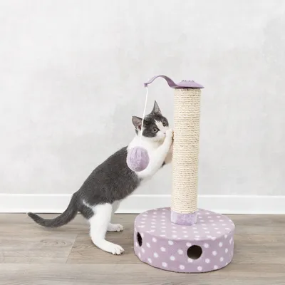 Kratzbaum mit Sisal-Säule, lila gepunkteter Basis und Spielball. Katze demonstriert Nutzung des Kratzbaums.