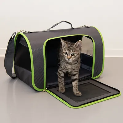 Sac de transport noir à bordures vertes avec poignée et sangle, porte ouverte, chaton tigré à l’intérieur. Fenêtres en maille visibles sur les côtés.