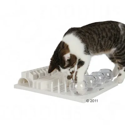 Chat tigré blanc utilisant un plateau d’activité interactif en plastique blanc avec plusieurs modules et sphères transparentes.