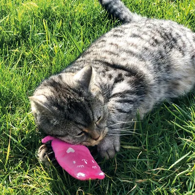 Tabby cat playing with a pink fabric mouse toy on green grass.