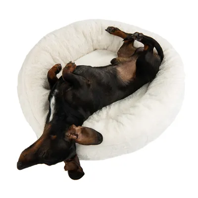 Chien noir et marron allongé sur le dos dans un panier rond en tissu blanc, vu de dessus. Panier pour chien visible en entier.