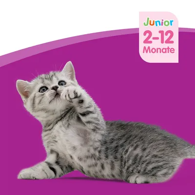 Gatto cucciolo su sfondo viola con testo: Junior 2–12 Monate. Il testo è in tedesco.