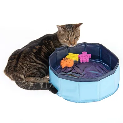 Gatto vicino a una piscina pieghevole azzurra con acqua e tre giochi galleggianti colorati a forma di animali.