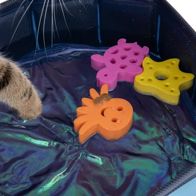 Kat med pote i bassin med tre farvede flydende legetøjsfigurer: orange, gul og pink. Figurerne har huller og dyremotiver.