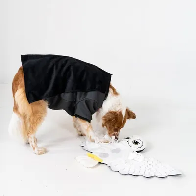 Hund mit schwarzem Mantel spielt mit weissem Eulenspielzeug auf hellem Hintergrund.