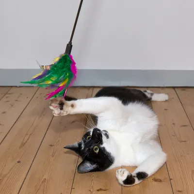 Svartvit katt leker med en leksaksspö med färgglada fjädrar på ett trägolv.