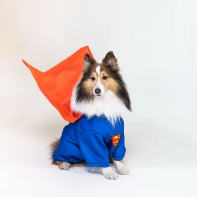Costume per cani da Superman DC Warner Bros™