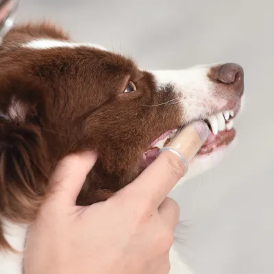 Användning av fingerborste för tandrengöring på en hund. Visar rätt teknik för tandvård.