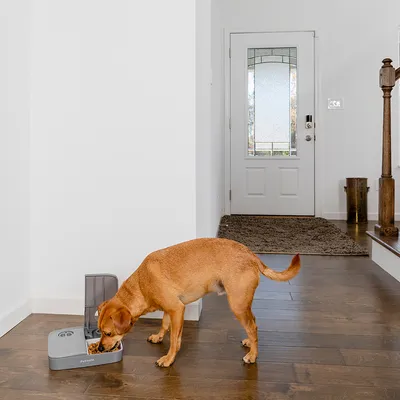 Hund frisst aus einem grauen PetSafe-Futterautomaten mit zwei Fächern in einem modernen Wohnbereich.