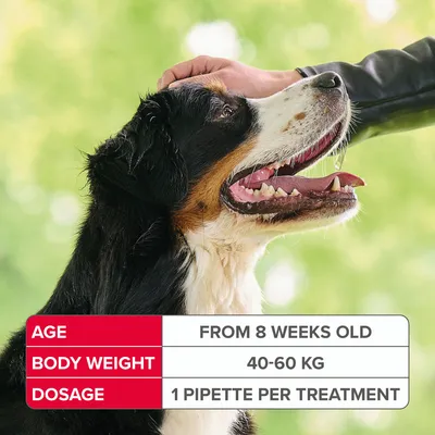 Age: from 8 weeks old. Body weight: 40-60 kg. Dosage: 1 pipette per treatment.