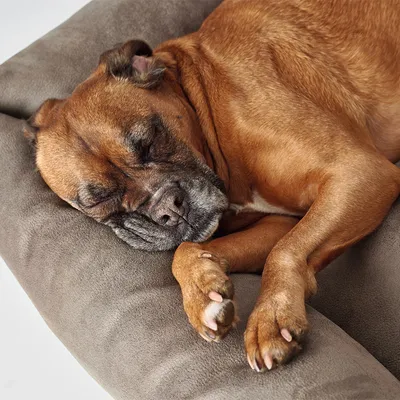 Hnědý pes leží a spí na měkkém šedém pelíšku z textilu.