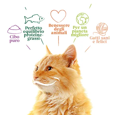 Cibo puro, Perfetto equilibrio proteine-grassi, Benessere degli animali, Per un pianeta migliore, Gatti sani e felici. Testo promozionale con immagini stilizzate sopra un gatto arancione.