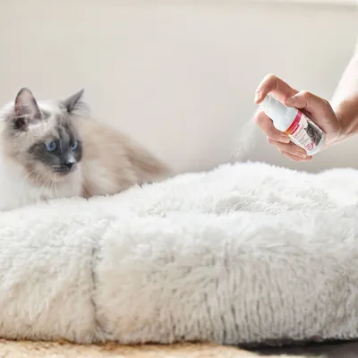 Person spraying product onto a fluffy pet bed with a cat watching, demonstrating how to apply the spray to the bedding.