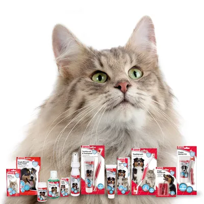 Selection of dental care products including toothbrushes, toothpaste, dental kits, and treats displayed in front of a cat. Packaging shows product type and images of pets.