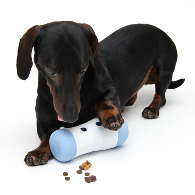 Hund spielt mit einem weissen und blauen Futterspender, aus dem kleine Leckerlis herausfallen.