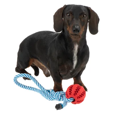 Fekete tacskó piros labdajátékkal és kék-fehér kötéllel. Játék kutyáknak látható.
