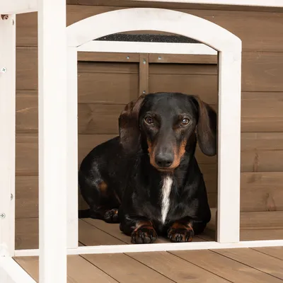 Chien noir à poil court allongé dans une niche en bois avec cadre blanc, sol et parois en bois visibles.