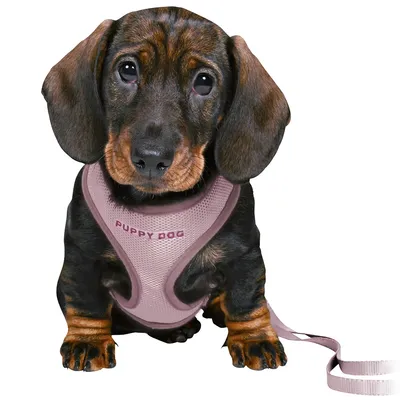 Ντάκελ με ροζ σαμαράκι σκύλου, επιγραφή 'Puppy Dog', συνδεδεμένο με λουρί.