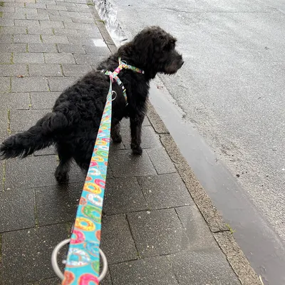Hund i färgglatt koppel med paisleymönster och matchande sele på en trottoar.