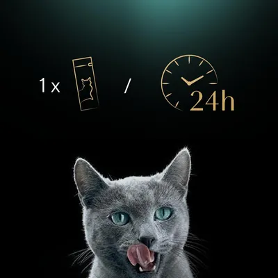 Conseil d’alimentation : 1 sachet pour chat par 24 h, illustré avec une icône de sachet et une horloge, chat gris en dessous.