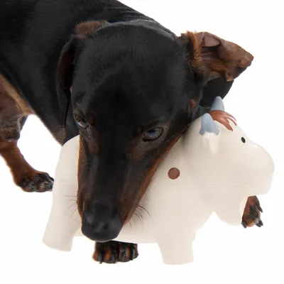 Hund med sort og brun pels holder hvidt legetøj formet som en ko i munden. Legetøjet har brune pletter og blå horn, synlig på hvid baggrund.