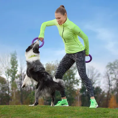 Person playing with a dog holding a purple ring. Scene on a meadow with trees in the background.