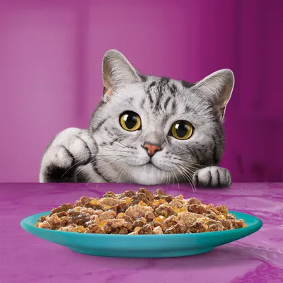Graue Katze mit grossen Augen schaut auf einen Teller mit Nassfutter vor einem violetten Hintergrund.