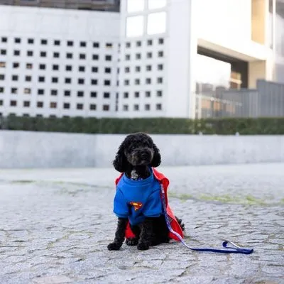 DC Superman hondenkostuum