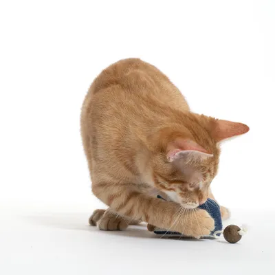 Red cat playing with a blue fabric toy and a small ball attached.