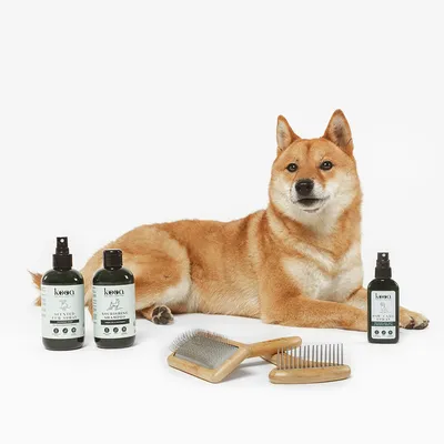 Chien allongé avec trois produits kooa visibles : Scented Fur Spray, Nourishing Shampoo et Paw Care, accompagnés de deux brosses en bois à poils métalliques.