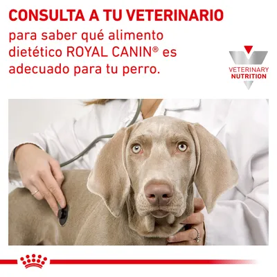 CONSULTA A TU VETERINARIO para saber qué alimento dietético ROYAL CANIN es adecuado para tu perro. VETERINARY NUTRITION. Imagen de veterinario auscultando a un perro.