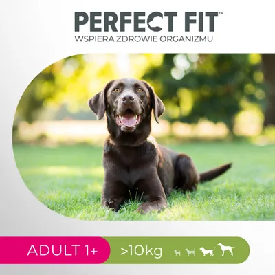 Perfect Fit Adult, kurczak (>10 kg)