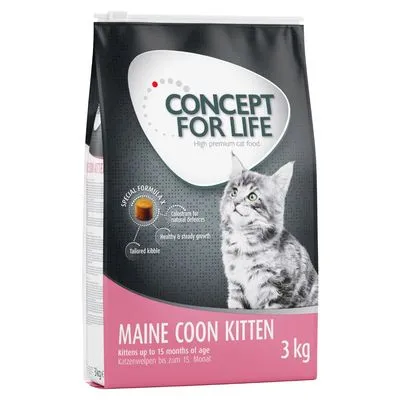 Concept for Life Maine Coon Kitten 