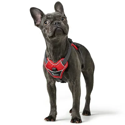 Französische Bulldogge trägt ein rotes Hundegeschirr mit der Aufschrift 'Hunter'.
