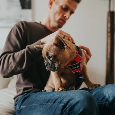 Perro pequeño con arnés rojo marca Hunter sentado sobre el regazo de una persona vestida con jersey marrón y vaqueros azules.