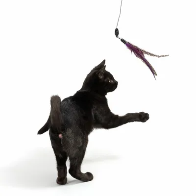 Gatto nero che gioca con una frutti di boscotta dotata di piume viola e marroni sospese da un filo.