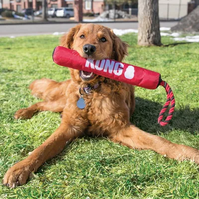 Dog playing with red KONG toy with rope handle, suitable for fetch games.