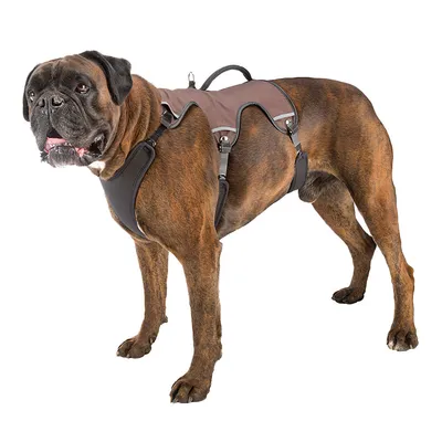 Duży brązowy pies nosi ergonomiczne szelki z uchwytem i regulowanymi paskami, odpowiednie do kontroli i wsparcia.