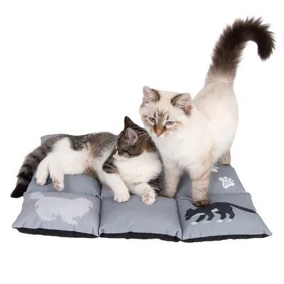 Zwei Katzen auf einem grauen, gepolsterten Kissen mit Tiermotiven wie Hund und Katze. Kissen zeigt Pfotenabdrücke als Design.