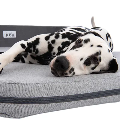 Dalmatiner liegt auf grauem Hundebett mit Reissverschluss. Label sichtbar: 'Home'.