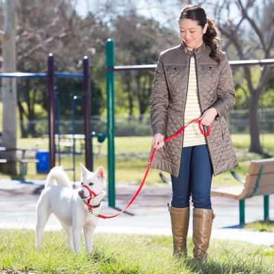 Bijeli pas s crvenom uzicom i ormom za njušku na povodcu, vodi ga osoba u parku. Prikaz upotrebe povodca i orme za pse.