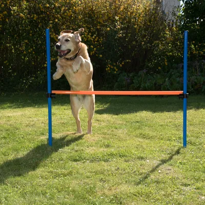 Hund springt über eine orangefarbene Hürde mit blauen Stangen auf einer grünen Wiese. Demonstration eines Trainingsspielzeugs für Hunde.