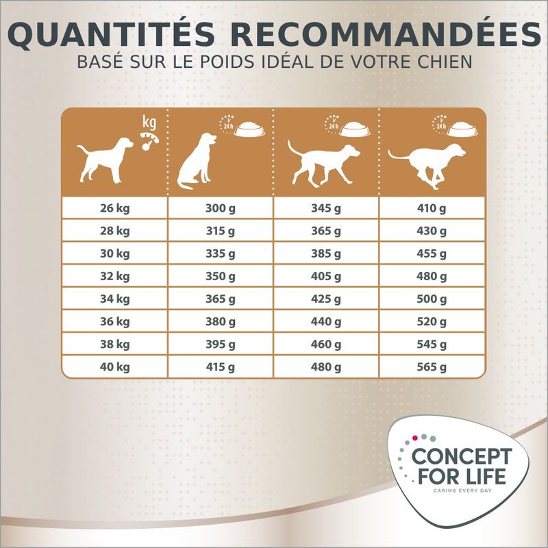 Concept for Life Golden Retriever Adult