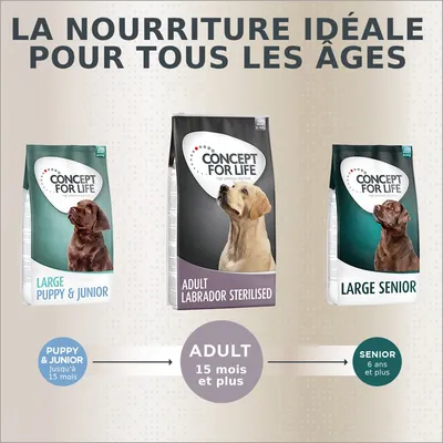 Trois sacs Concept for Life : Large Puppy & Junior, Adult Labrador Sterilised, Large Senior. Texte : la nourriture idéale pour tous les âges, Puppy & Junior jusqu’à 15 mois, Adult 15 mois et plus, Senior 6 ans et plus.